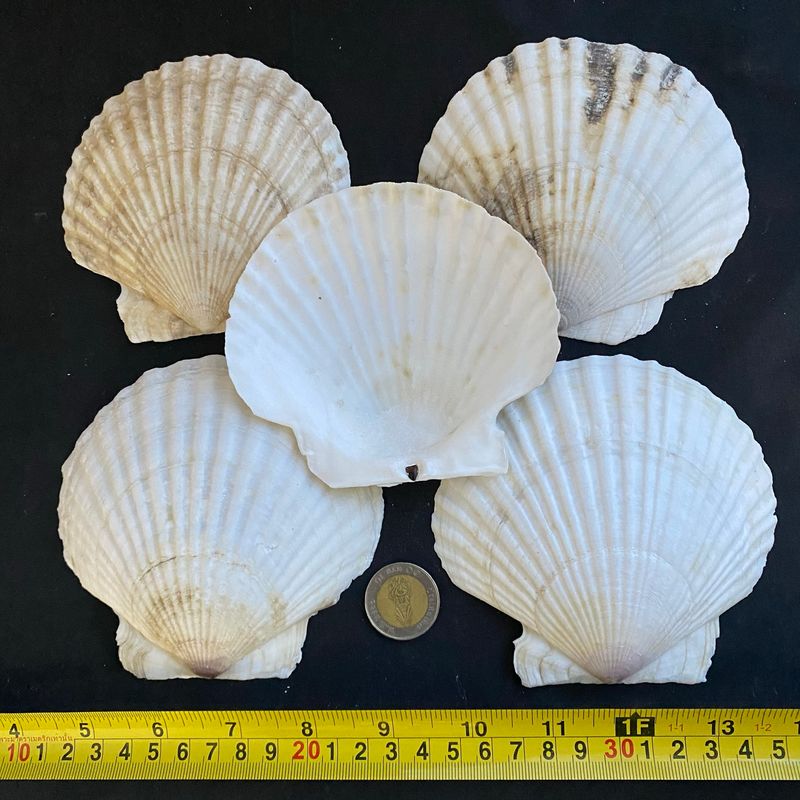 ขายส่งหอยเชลล์ขาวใหญ่ big white scallop shell 10-12cmสำหรับใช้กับจานย่างหรือซาซิมิหรือเป็นเครื่องปรุง