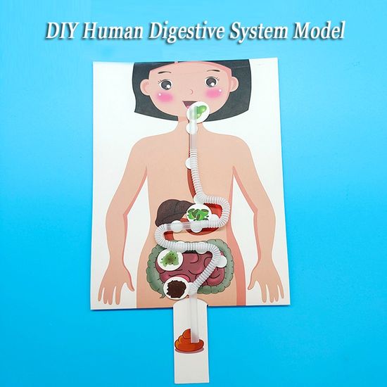 โมเดลตัวต่อระบบย่อยอาหาร ของเล่นเสริมการเรียนรู้เด็ก
