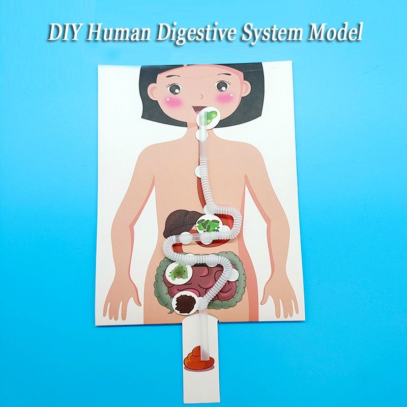 โมเดลตัวต่อระบบย่อยอาหาร ของเล่นเสริมการเรียนรู้เด็ก