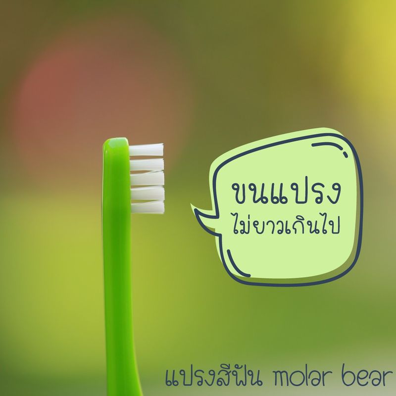 แปรงสีฟันเด็ก Molar Bear ขนนุ่ม หัวแปรงขนาดเล็ก สำหรับเด็กฟันน้ำนมซี่แรก ถึง 3 ปี [ล๊อตใหม่]