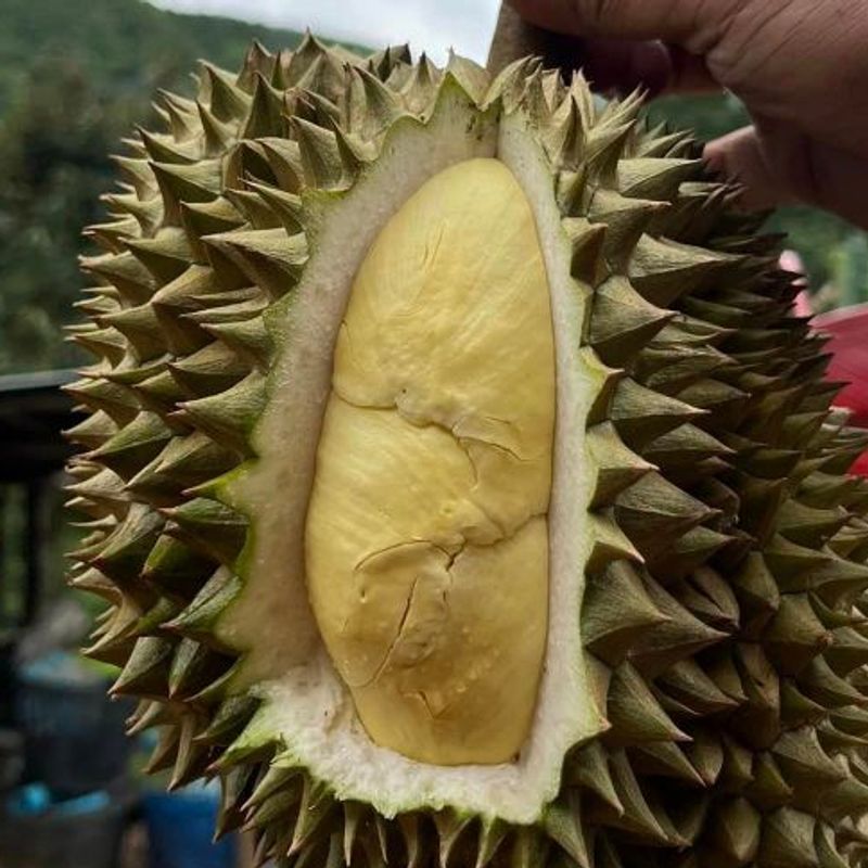 ทุเรียนหมอนทอง น้ำหนัก 0.8-2.2kg / ทุเรียนพวงมณี / ทุเรียนภูเขาไฟศรีสะเกษ durian ทุเรียนเนื้อ