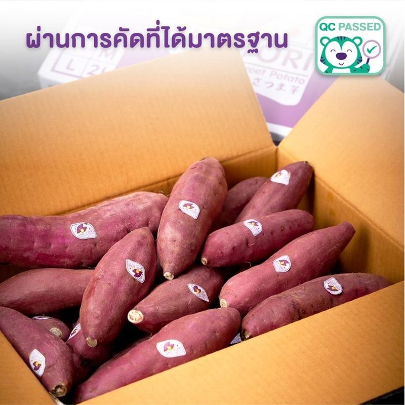 มันหวานญี่ปุ่น เบนิมาซาริ ครบไซส์ Snack / M / L  กลิ่นหอม เนื้อนุ่มหนึบ รสชาติหวาน Shitori