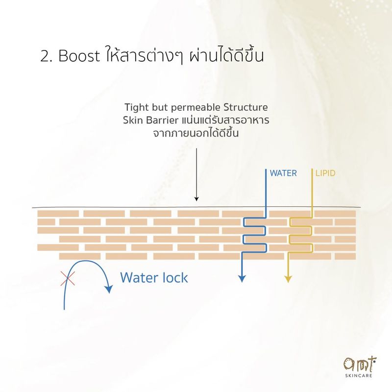 AMT Liposome Serum - เซรั่มฟื้นฟูเกราะป้องกันผิว ผิวอิ่มน้ำ กระจ่างใส (ทุกสภาพผิว)