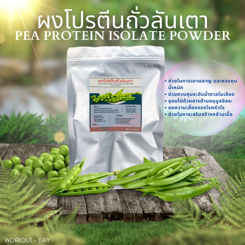 Pea Protein Isolate พีโปรตีน โปรตีนถั่วลันเตา ลดน้ำหนัก สร้างกล้ามเนื้อ