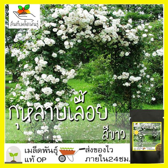 เมล็ดพันธุ์ กุหลาบเลื้อย กุหลาบ สีขาว 40 เมล็ด White Rose Seed เมล็ดพันธุ์แท้ นำเข้าจากต่างประเทศ ปลูกผัก สวนครัว ถูกดี