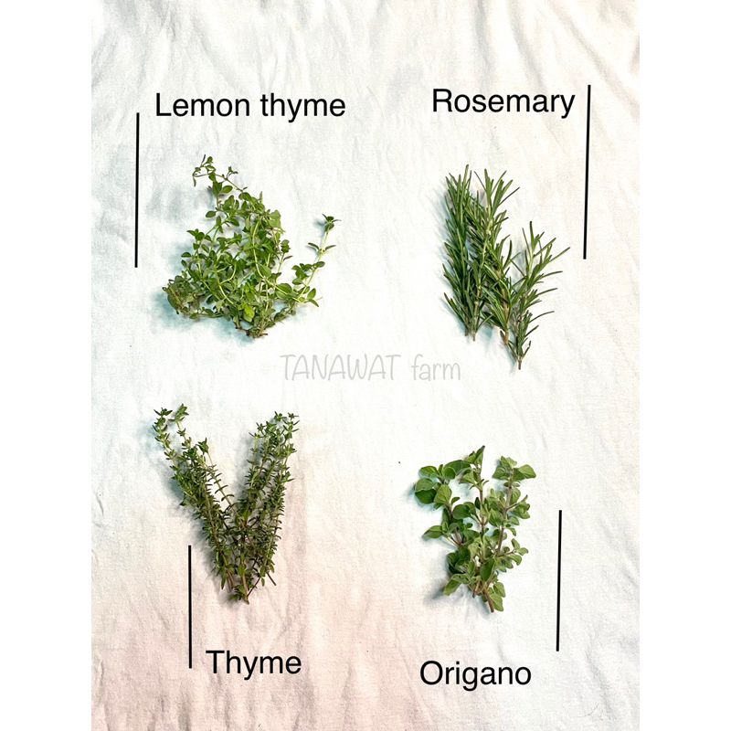 rosemary โรสแมรี่ ซื้อ4แถม1 กล่องละ28-35กรัม สมุนไพรฝรั่งตัดสด สำหรับทำอาหาร เครื่องดื่ม สินค้าสด ใหม่ ทำตามออเดอร์