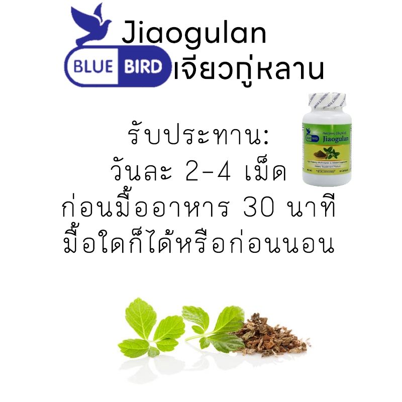 เจียวกู่หลาน ปัญจขันธ์ Jiaogulan 600mg 60cps. ตราบลูเบิร์ด Bluebird