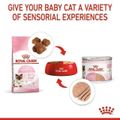 Royal Canin:MOTHER & BABYCAT MOUSSE,่6 กระป๋อง