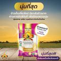 ซื้อในไลฟ์สดลด 100.- (ส่งฟรี)(แพ็ก3)(ปี67)นุ่ม/หอมที่สุด ข้าวหอมมะลิใหม่ต้นฤดู100% ขนาด5KG