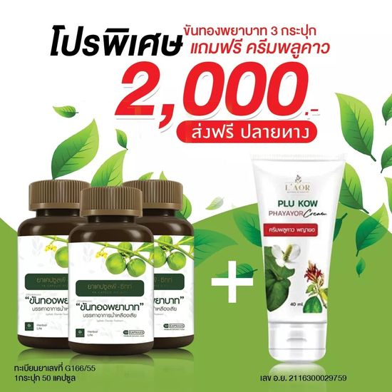 ขันทองพยาบาท โปรพิเศษ 3 กระปุก 150แคปซูล + ครีมพลูคาว พญายอ 1หลอด 40มล. พลูคาว ครีมบำรุงผิวกาย แท้ (กดตามโปร)